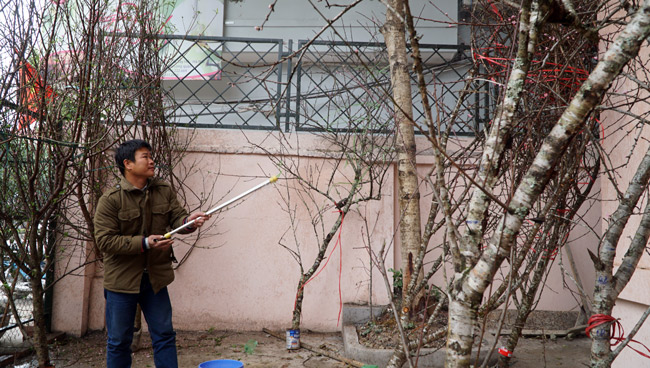 Trước Tết 2 tuần: Đào rừng đổ bộ phố Thủ đô, thét giá chục triệu